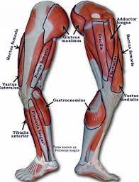 Outside of the spine, the knees are the most vulnerable to injury as we age. Thigh Muscle Diagram Leg Muscles Diagram Muscle Diagram Leg Muscles