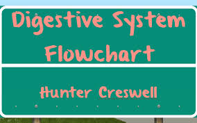 Digestive System Flowchart By Hunter Creswell On Prezi