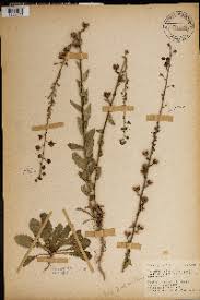 Image result for Selago lacunosa