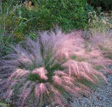 Also known in texas as 'gulf muhly'. Dig Deeper Into Muhly Grasses The Genus Muhlenbergia