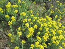 Image result for Genista