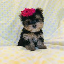 Buy a yorkshire terrier puppy. Heritage Hill Yorkies