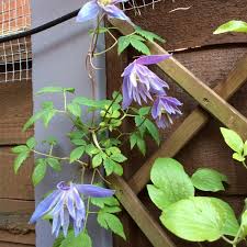 Maybe you would like to learn more about one of these? Clematis Alpina Frankie Clematis Alpina Frankie Uploaded By Shelleyb