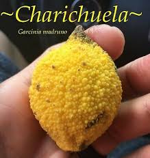 Image result for Garcinia buchneri