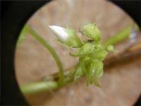 Image result for Jacquemontia paniculata