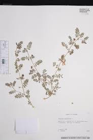 Image result for Tribulus excrucians