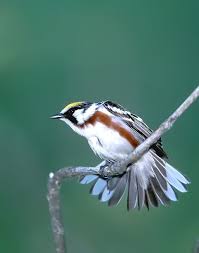 Birds Of A Feather Song Chestnut Sided Warbler Birds Beautiful Birds