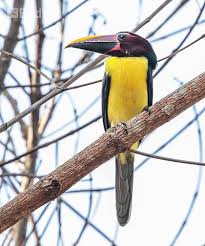 Image result for Ozoroa viridis