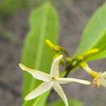 Image result for Landolphia lanceolata