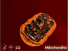 If you purchased your mobile phone through virgin, it came locked to that network. Genome Unlocking Life S Code Parts Of The Cell Chromosomes And Genes Youtube