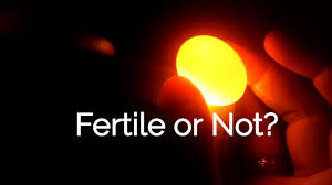Because it needs a certain amount of temperature and normally we keep. How To Tell If A Pigeon Egg Is Fertile Or Not For Hatching Why And How Pigeon Eggs Egg Candling Fertility