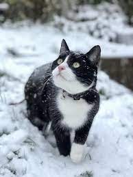 Milos First Time In The Snow He Hated It Cat Breeds Cats Best Cat Breeds