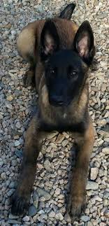 Belgium Malinois Black Belgian Malinois Puppy Belgian Malinois Pretty Dog Pretty Dogs Malinois Dog Belgian Malinois Dog