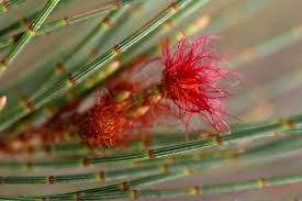 Image result for Casuarina littoralis