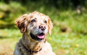 We've got top tips on how to find a puppy and how to care for your new friend. The Best Dog Training Treats