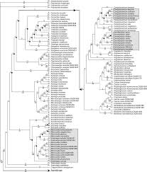 Image result for Microcoelia physophora