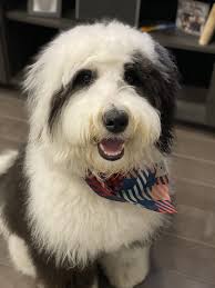 Cherry weighs in at a healthy 75lbs. Mini Sheepadoodles I Love My Sheepadoodle