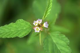 Image result for Melochia melissifolia