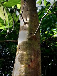 Image result for Triplaris americana