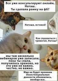 Печенеги, половцы, слабый рубль - что волнует котов и Наташу в 2020 году  (14 фото) » Невседома