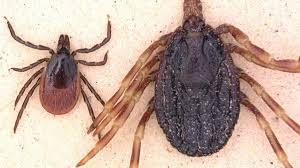 About 1 in 5 people who are infected develop a fever with other symptoms such as headache, body aches, joint pains, vomiting, diarrhea, or rash. Erstmals In Deutschland Mucken Ubertragen West Nil Virus Auf Menschen Zdfheute