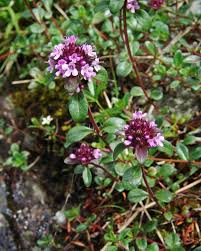 Image result for Achyrospermum ciliatum