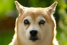 87 Sards In Dogs Ideas Dogs Blind Dog Pets