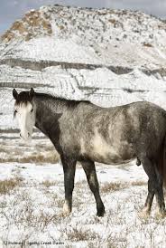 Skywalker Filly Peak Wild Mustangs Wild Horses Mustang