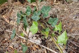 The most effective way to kill ground ivy is by applying a selective weed killer containing dicamba. Learn How To Remove Ivy Weeds Without Chemicals Garden Mentors