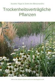 Klimawandel So Ubersteht Dein Garten Lange Trockenheit Garten Garten Pflanzen Mediterrane Gartengestaltung