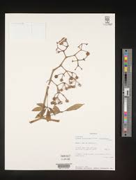 Image result for Cissus aralioides