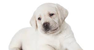 Producing puppies that can compete in the show ring or become a families beautiful and loving pet. White Labrador The Palest Shade Of Yellow Lab