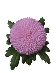 Doitool 2 pezzi 20 cm mezza palla forma vaso di fiori di cocco fodera cuscino vaso mat pianta di cocco base. Pengo Fioriassortimento Esclusivo Di Crisantemi Pengo Fiori