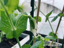 在BIDL的种豆日记- 知乎