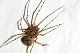 Image result for große winkelspinne biss haut reaktion