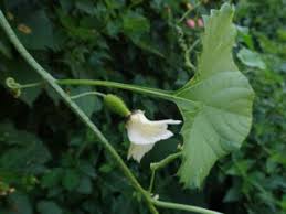 Image result for Momordica foetida