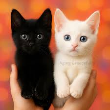 Beside Blacky and Whity , what is a funny name for these two little kitten .