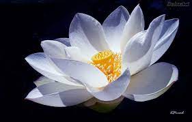 Origami Lotus Flower Embroidery Origami Origami Lotus Flower Lotus Flower Tattoo Design Lotus Plant