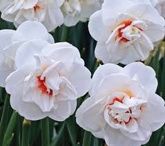 Red Daffodil Google Search White Flower Farm Daffodil Bulbs Daffodils