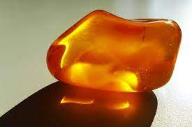 Amber is distributed in two parts: Facts And Fancies About Amber Jstor Daily