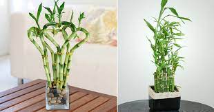 Lucky bamboo care and propagation for beginners. Lucky Bamboo Care Tips How To Grow It Balcony Garden Web