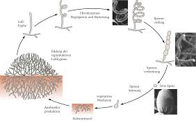 Hi, currently i am working on production and purification of various types of protease enzymes from so i am qualify to answer your query, the substrate for the protease enzymes are basically proteins. Https Tuprints Ulb Tu Darmstadt De 8146 1 Dissertation Norbert Egon Juettner Pdf