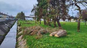 The green area along the river at Marian Row in Castlebar is looking  unsightly as fallen trees and branches still have not been removed since  Storm Eowyn.