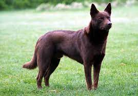 It is loyal and devoted to its family. Pin On Dog Breeds