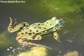 grenouille un dragon dans mon jardin nature et environnement actualites en aquitaine grenouille grenouille taureau amphibiens