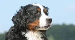 The average breeder typically charges around. Great Bernese Your Great Pyrenees Bernese Mountain Dog Mix