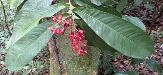 Image result for Campylospermum