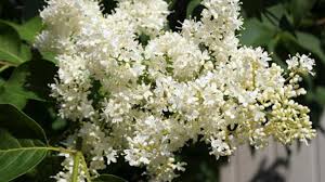 We did not find results for: Japanese Tree Lilac Syringa Reticulata Profile Rayagarden