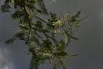 Image result for Acacia polyacantha
