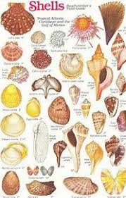 image result for shell identification chart sea shells